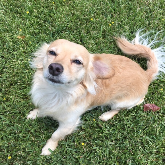 Hello 😄🐶❤️🐶 - Picture 6 of 11